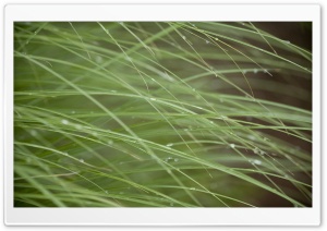 Grass Threads Ultra HD Wallpaper for 4K UHD Widescreen desktop, tablet & smartphone