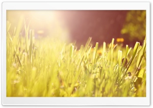 Grass Under Morning Light Ultra HD Wallpaper for 4K UHD Widescreen desktop, tablet & smartphone