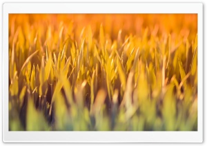 Grass Under Sun Light Ultra HD Wallpaper for 4K UHD Widescreen desktop, tablet & smartphone