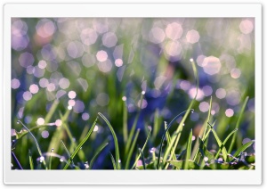 Grass With Morning Dew Ultra HD Wallpaper for 4K UHD Widescreen desktop, tablet & smartphone