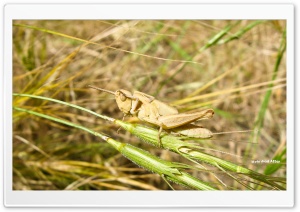 Grasshopper Ultra HD Wallpaper for 4K UHD Widescreen desktop, tablet & smartphone