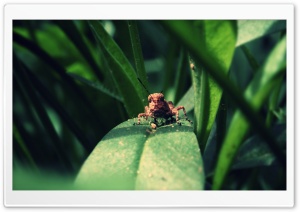 Grasshopper Ultra HD Wallpaper for 4K UHD Widescreen desktop, tablet & smartphone