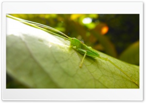 Grasshopper Ultra HD Wallpaper for 4K UHD Widescreen Desktop, Lockscreen, Screensaver, TV, Tablet, Smartphone