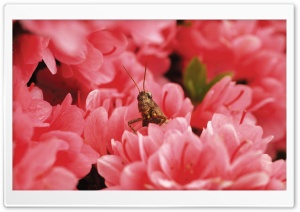 Grasshopper Among Flowers Ultra HD Wallpaper for 4K UHD Widescreen desktop, tablet & smartphone