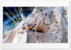 Grasshopper Borujerd Ultra HD Wallpaper for 4K UHD Widescreen Desktop, Lockscreen, Screensaver, TV, Tablet, Smartphone