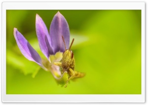 Grasshopper Eating a Flower Leaf Ultra HD Wallpaper for 4K UHD Widescreen desktop, tablet & smartphone