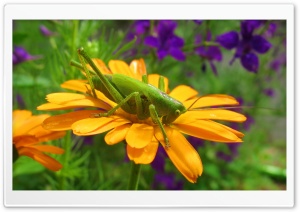 Grasshopper On A Flower Ultra HD Wallpaper for 4K UHD Widescreen desktop, tablet & smartphone