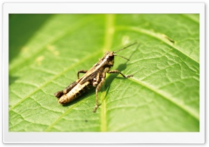 Grasshopper On Leaf Ultra HD Wallpaper for 4K UHD Widescreen desktop, tablet & smartphone