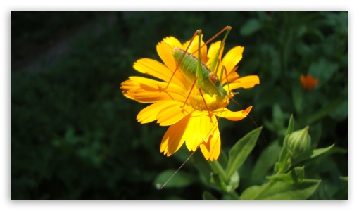 Grasshopper on yellow flower UltraHD Wallpaper for 8K UHD TV 16:9 Ultra High Definition 2160p 1440p 1080p 900p 720p ; Mobile 16:9 - 2160p 1440p 1080p 900p 720p ;