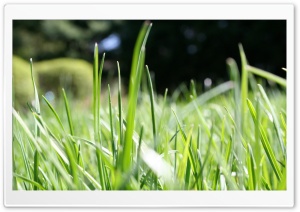 Grassie 4K UHD Wallpaper for Widescreen and UltraWide Desktop, UltraHD TV, Smartphone, Tablet