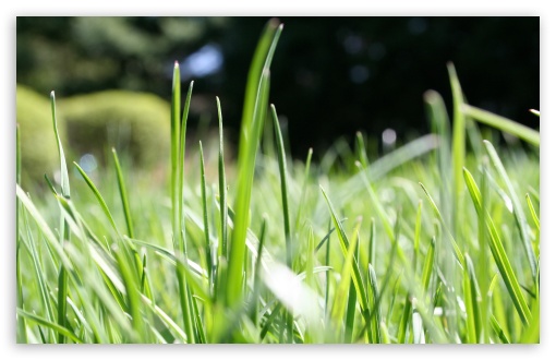 Grassie UltraHD Wallpaper for HD 16:9 ; Widescreen 16:10 5:3 ; Fullscreen 4:3 5:4 3:2 ; Tablet 1:1 ; Mobile 3:5 3:4 ;