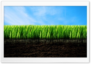 Grassroots Ultra HD Wallpaper for 4K UHD Widescreen desktop, tablet & smartphone