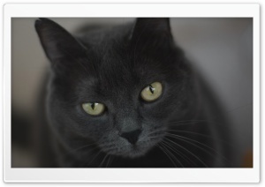 Gray Cat With Green Eyes Ultra HD Wallpaper for 4K UHD Widescreen desktop, tablet & smartphone