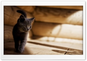 Gray Kitten Ultra HD Wallpaper for 4K UHD Widescreen desktop, tablet & smartphone