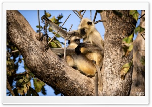 Gray Langur, Mother, Baby, Monkeys, Primate, India, Wildlife 4K UHD Wallpaper for Widescreen and UltraWide Desktop, UltraHD TV, Smartphone, Tablet