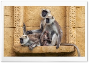 Gray Langur Primates, Old World monkeys Ultra HD Wallpaper for 4K UHD Widescreen desktop, tablet & smartphone