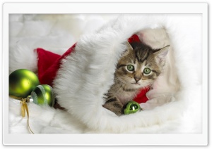 Gray Tabby Kitten Cat In A Santa Cap Hat Ultra HD Wallpaper for 4K UHD Widescreen Desktop, Lockscreen, Screensaver, TV, Tablet, Smartphone