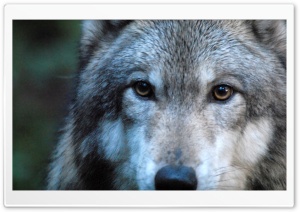Gray Wolf by Dave Johnson Ultra HD Wallpaper for 4K UHD Widescreen desktop, tablet & smartphone