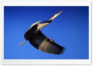 Great Blue Heron Bird Flying 4K UHD Wallpaper for Widescreen and UltraWide Desktop, UltraHD TV, Smartphone, Tablet