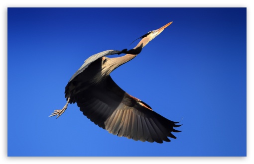 Great Blue Heron Bird Flying UltraHD Wallpaper for UHD 16:9 ; HD 16:9 ; Widescreen 16:10 5:3 ; Fullscreen 4:3 5:4 3:2 ; Tablet 1:1 ;