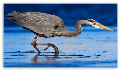 Great Blue Heron Hunting for Fish UltraHD Wallpaper for UHD 16:9 ; HD 16:9 ; UltraWide 21:9 24:10 ; Dual 5:4 ;