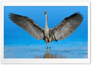 Great Blue Heron with Spread Wings 4K UHD Wallpaper for Widescreen and UltraWide Desktop, UltraHD TV, Smartphone, Tablet