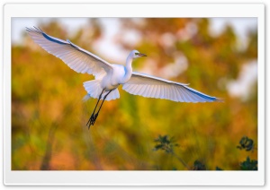 Great egret Ardea alba Bird in Flight Ultra HD Wallpaper for 4K UHD Widescreen desktop, tablet & smartphone