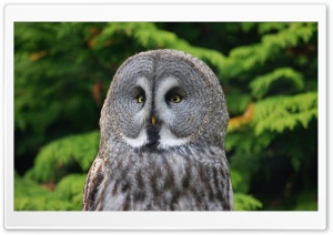 Great Gray Owl Ultra HD Wallpaper for 4K UHD Widescreen desktop, tablet & smartphone