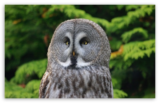 Great Gray Owl UltraHD Wallpaper for Wide 16:10 5:3 Widescreen WHXGA WQXGA WUXGA WXGA WGA ; 8K UHD TV 16:9 Ultra High Definition 2160p 1440p 1080p 900p 720p ; Standard 4:3 5:4 3:2 Fullscreen UXGA XGA SVGA QSXGA SXGA DVGA HVGA HQVGA ( Apple PowerBook G4 iPhone 4 3G 3GS iPod Touch ) ; Tablet 1:1 ; iPad 1/2/Mini ; Mobile 4:3 5:3 3:2 16:9 5:4 - UXGA XGA SVGA WGA DVGA HVGA HQVGA ( Apple PowerBook G4 iPhone 4 3G 3GS iPod Touch ) 2160p 1440p 1080p 900p 720p QSXGA SXGA ;