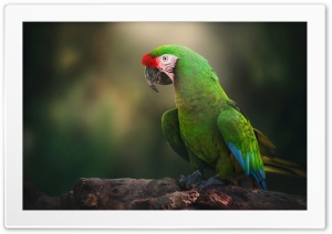 Great Green Macaw Ultra HD Wallpaper for 4K UHD Widescreen desktop, tablet & smartphone
