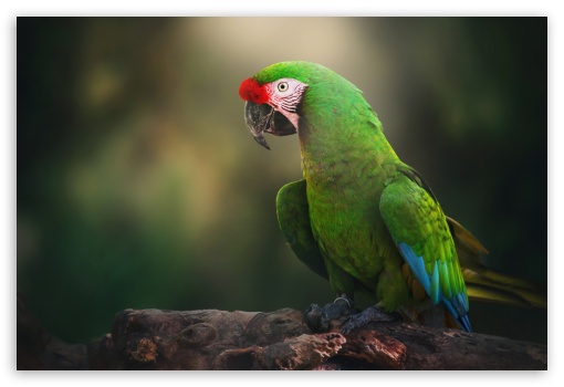 Great Green Macaw UltraHD Wallpaper for Fullscreen 3:2 DVGA HVGA HQVGA ( Apple PowerBook G4 iPhone 4 3G 3GS iPod Touch ) ;