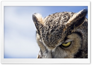 Great Horned Owl Sullen Ultra HD Wallpaper for 4K UHD Widescreen desktop, tablet & smartphone