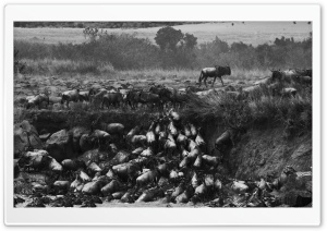 Great Migration Crossing The Mara River, Kenya Ultra HD Wallpaper for 4K UHD Widescreen desktop, tablet & smartphone