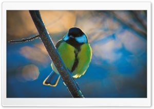 Great Tit Ultra HD Wallpaper for 4K UHD Widescreen desktop, tablet & smartphone