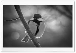 Great Tit Black And White Ultra HD Wallpaper for 4K UHD Widescreen desktop, tablet & smartphone