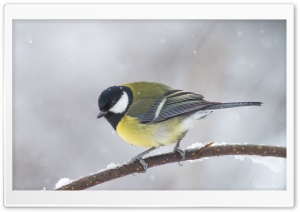 Great Tit In A Snowfall Ultra HD Wallpaper for 4K UHD Widescreen desktop, tablet & smartphone
