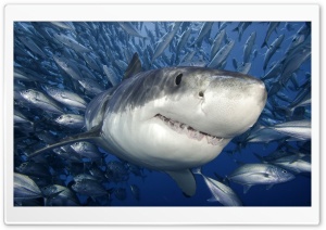 Great White Shark Ultra HD Wallpaper for 4K UHD Widescreen desktop, tablet & smartphone