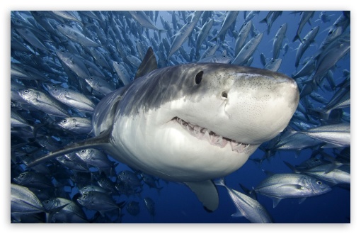 great white shark wallpaper hd