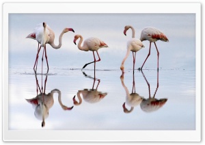Greater Flamingos Fuente De Piedra Lagoon Spain Ultra HD Wallpaper for 4K UHD Widescreen desktop, tablet & smartphone