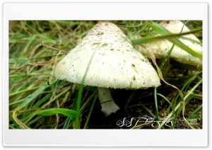 green 4K UHD Wallpaper for Widescreen and UltraWide Desktop, UltraHD TV, Smartphone, Tablet