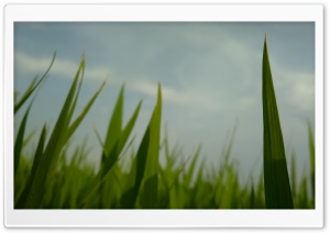 Green Ultra HD Wallpaper for 4K UHD Widescreen desktop, tablet & smartphone