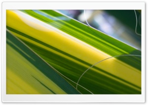 Green And Yellow Leaf 4K UHD Wallpaper for Widescreen and UltraWide Desktop, UltraHD TV, Smartphone, Tablet
