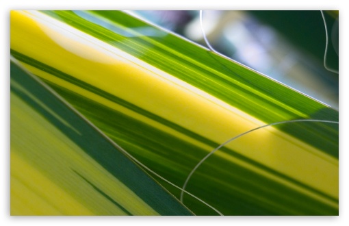 Green And Yellow Leaf UltraHD Wallpaper for HD 16:9 ; Widescreen 16:10 5:3 ; Fullscreen 4:3 5:4 3:2 ; Tablet 1:1 ;
