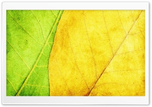 Green And Yellow Leaves Texture Ultra HD Wallpaper for 4K UHD Widescreen desktop, tablet & smartphone
