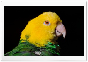 Green And Yellow Parrot Ultra HD Wallpaper for 4K UHD Widescreen desktop, tablet & smartphone