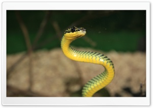 Green And Yellow Snake Ultra HD Wallpaper for 4K UHD Widescreen desktop, tablet & smartphone