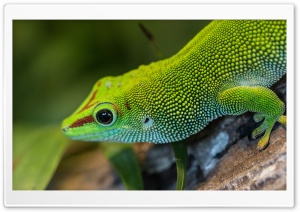 Green Anole Arboreal Lizard Ultra HD Wallpaper for 4K UHD Widescreen desktop, tablet & smartphone