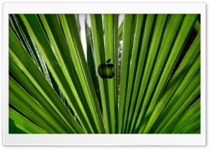 Green Apple Ultra HD Wallpaper for 4K UHD Widescreen desktop, tablet & smartphone