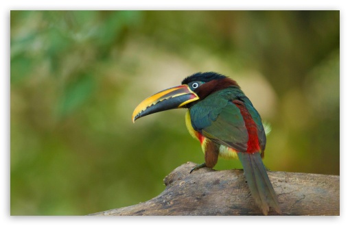 Green Aracari Toucan Bird UltraHD Wallpaper for HD 16:9 ; UltraWide 21:9 24:10 32:10 ; Widescreen 16:10 5:3 ; Fullscreen 4:3 5:4 3:2 ; Tablet 1:1 ; Mobile 3:4 ; Dual 16:10 5:3 4:3 5:4 3:2 ;