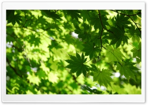 Green Autumn Ultra HD Wallpaper for 4K UHD Widescreen desktop, tablet & smartphone